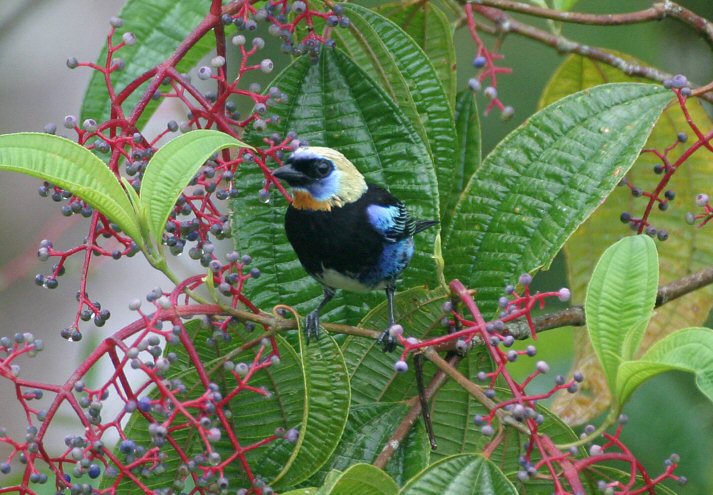 La Selva Biological Station, Costa Rica - Jun, 2003 © Lou Hegedus