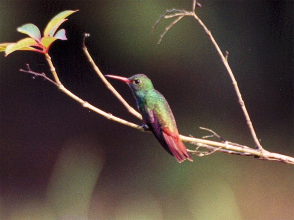 La Selva Biological Station, Costa Rica - Mar 10, 2000 © Joseph W. Hammond