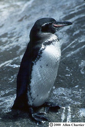 Fernandina Island, Galapagos, Ecuador - Jul, 1999 © Allen Chartier