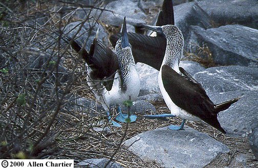 Galapagos, Ecuador - Jul, 1999 © Allen Chartier