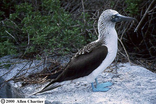 Galapagos, Ecuador - Jul, 1999 © Allen Chartier