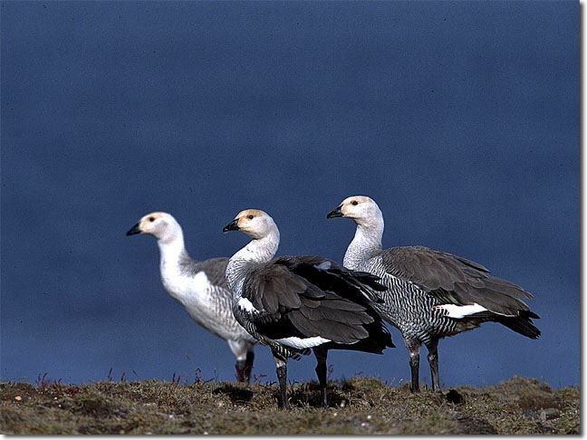 New Island, Falkland Islands - Feb, 2001 © Stuart MacKay