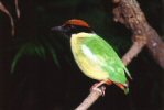 Lamington National Park, Queensland, Australia - 1999 © Hans&Judy Beste