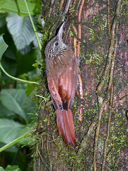 Selva Verde, Heredia, Costa Rica - Sep 19, 2003 © Joseph W. Hammond