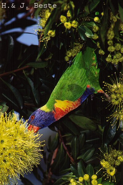 Gold Coast, Queensland, Australia - 2000 © Hans&Judy Beste