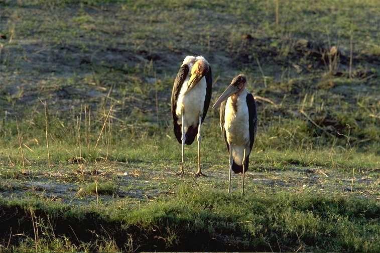 Botswana - Aug, 1999 © Giuliano Gerra and Silvio Sommazzi