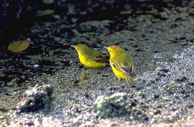 Galapagos, Ecuador - Aug, 1998 © Giuliano Gerra and Silvio Sommazzi