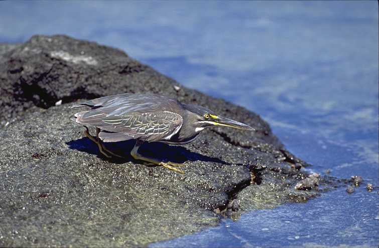 Galapagos, Ecuador - Aug, 1998 © Giuliano Gerra and Silvio Sommazzi