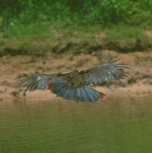 Pantanal, Mato Grosso, Brazil - Sep, 2000 © Arthur Grosset