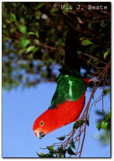 Lamington National Park, Queensland, Australia - 2000 © Hans&Judy Beste