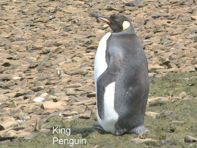 near Port Stanley, East Falkland Island, Falkland Islands - Feb 7, 2003 © Peter R. Bono