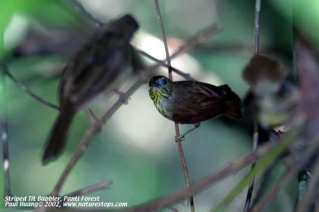 Panti Forest Reserve, Johor, Malaysia - 2002 © Paul Huang