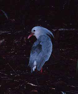Parc du Rivire Bleue, New Caledonia - Jan, 1998 © Don Roberson