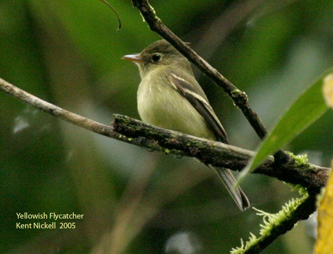 La Selva Biological Station, Costa Rica - Feb 8, 2005 © Kent Nickell