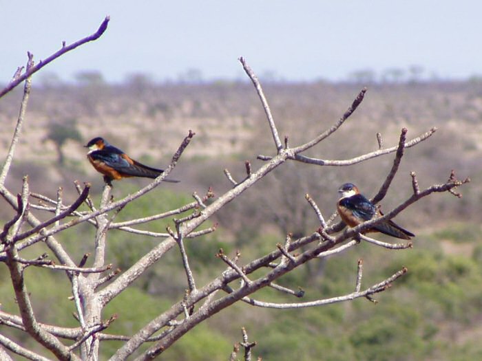 Kruger National Park, South Africa - Sep 29, 2005 © Alan Manson