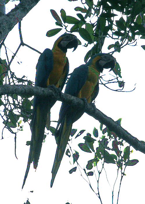 Napo Wildlife Center, Ecuador - Jan 10, 2006 © William Hull