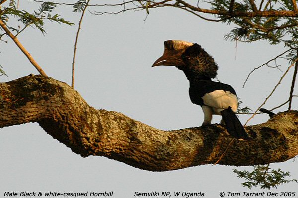 Semuliki National Park, Uganda - Dec, 2005 © Tom Tarrant