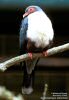 Birdpark Walsrode, Lower Saxony, Germany - Jun, 1994 © Manfred Braun
