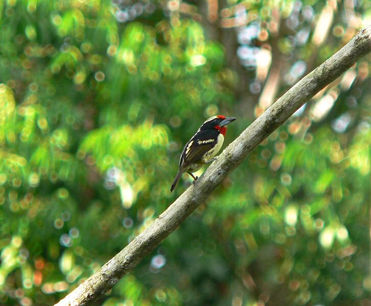 Imataca Forest Reserve, Venezuela - Jan 13, 2007 © Michael Todd