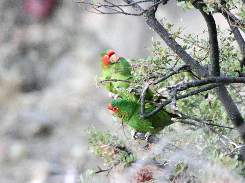 Red-Fronted Macaw Lodge, Cochabamba, Bolivia - Jul, 2010 © Lou Hegedus